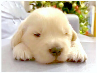 ゴールデンレトリーバー,動画