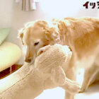 ゴールデン,動画,イッヌドットライフ