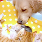 ゴールデンレトリーバー,動画