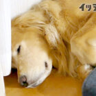 ゴールデン,動画,イッヌドットライフ