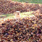 ラブラドールレトリーバー,動画