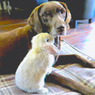 ラブラドールレトリーバー,動画