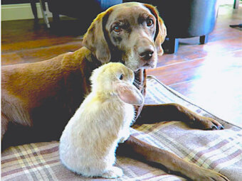 ラブラドールレトリーバー,動画