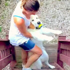 ゴールデンレトリーバー,動画