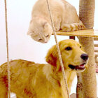 ゴールデンレトリーバー,動画