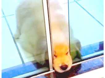 ゴールデンレトリーバー,動画