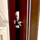 ラブラドールレトリーバー,動画