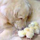 ゴールデンレトリーバー,動画