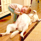 ラブラドールレトリーバー,動画