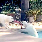 ラブラドールレトリーバー,動画