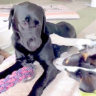 ラブラドールレトリーバー,動画