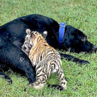 ラブラドールレトリーバー,動画