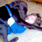 ラブラドールレトリーバー,動画