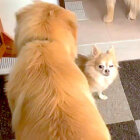 ゴールデンレトリーバー,動画