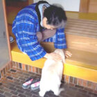 ゴールデンレトリーバー,動画