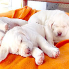 ラブラドールレトリーバー,動画