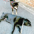 ラブラドールレトリーバー,拒否犬