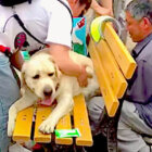 ラブラドールレトリーバー,動画