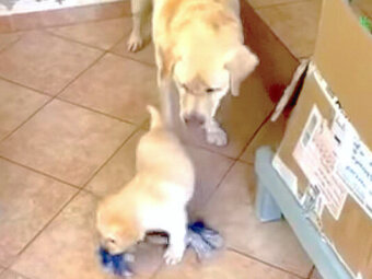 ラブラドールレトリーバー,動画
