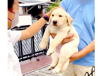 ラブラドールレトリーバー,動画