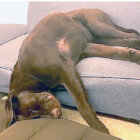 ラブラドールレトリーバー,動画