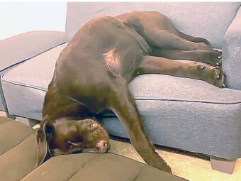 ラブラドールレトリーバー,動画