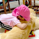 ゴールデンレトリーバー,動画