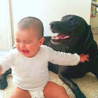 ラブラドールレトリーバー,動画