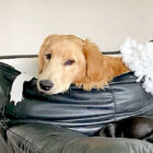 ゴールデンレトリーバー,動画