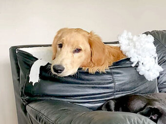 ゴールデンレトリーバー,動画