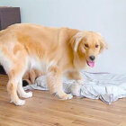 ゴールデンレトリーバー,動画