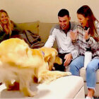 ゴールデンレトリーバー,動画