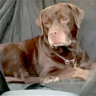 ラブラドールレトリーバー,動画