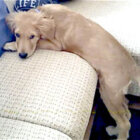 ゴールデンレトリーバー,動画