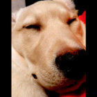 ラブラドールレトリーバー,動画