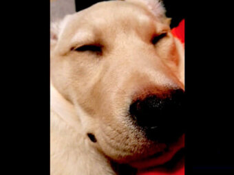 ラブラドールレトリーバー,動画