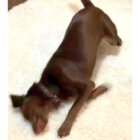 ラブラドールレトリーバー,動画