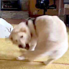 ゴールデンレトリーバー,動画