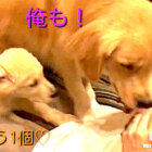 ゴールデンレトリーバー,動画