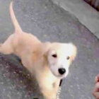 ゴールデンレトリーバー,動画