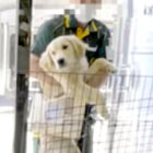 ゴールデンレトリーバー,動画