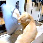 ゴールデンレトリーバー,動画