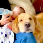 ゴールデンレトリーバー,動画