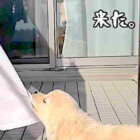 ゴールデンレトリーバー,動画