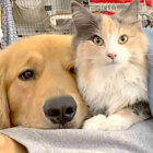 ゴールデンレトリーバー,動画