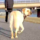 ラブラドールレトリーバー,動画