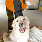 ゴールデンレトリーバー,動画