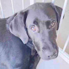 ラブラドールレトリーバー,動画