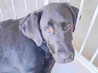 ラブラドールレトリーバー,動画