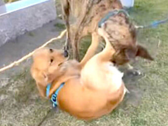 ゴールデンレトリーバー,動画